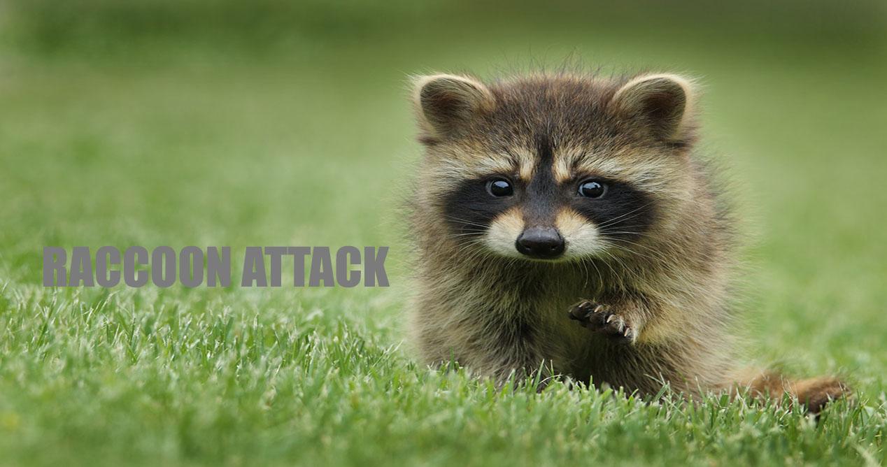 Raccoon Attack