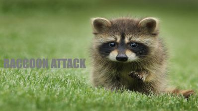Raccoon Attack